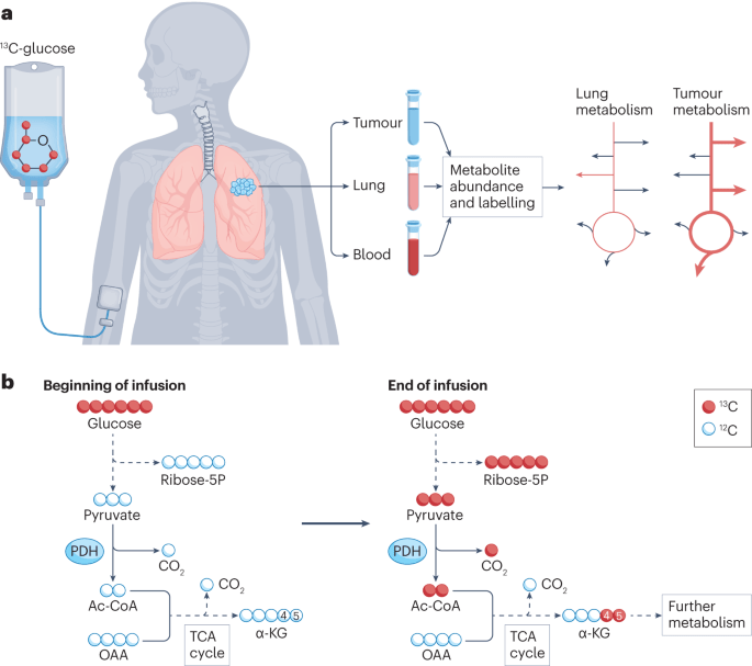 Metabolism
