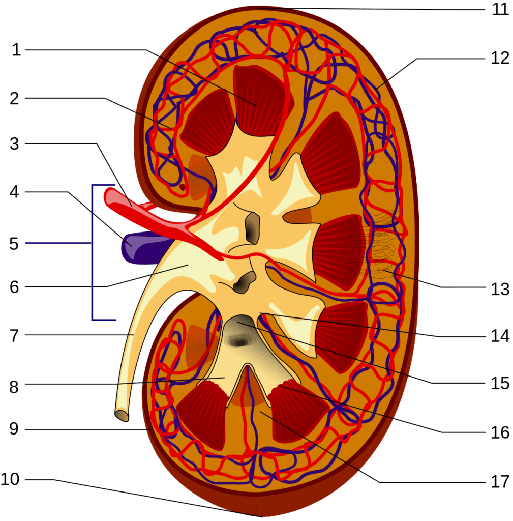 How to Check Kidney Function at Home
